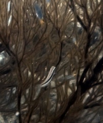 Lutjanus lemniscatus