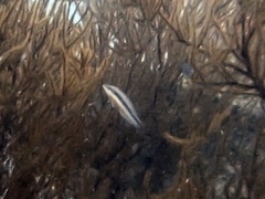 Lutjanus lemniscatus