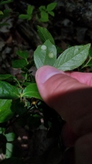 Exobasidium maculosum