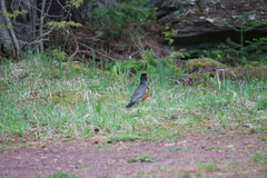 Turdus migratorius image