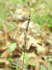 Carex lucorum