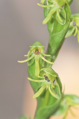 Habenaria roraimensis