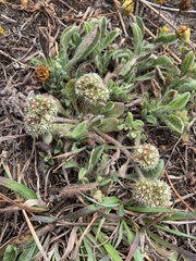 Chorizanthe howellii