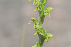 Habenaria roraimensis