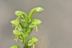 Habenaria roraimensis