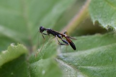 Stephanus serrator