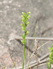 Habenaria roraimensis