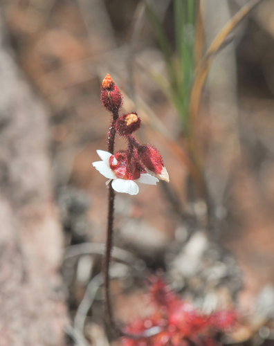 Drosera roraimae