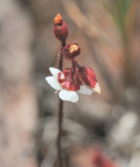 Drosera roraimae