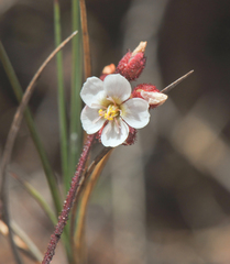 Drosera roraimae