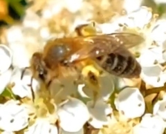 Leucandrena