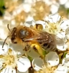 Leucandrena