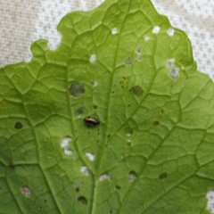 Phyllotreta ochripes