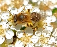 Leucandrena
