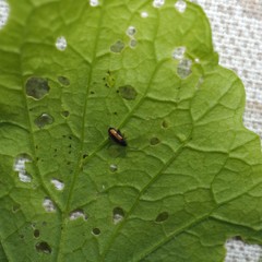 Phyllotreta ochripes