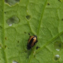 Phyllotreta ochripes