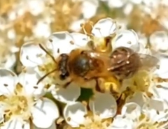 Leucandrena