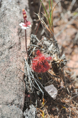 Drosera roraimae