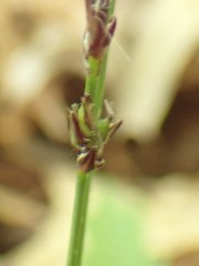 Carex lucorum