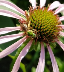 Agapostemon virescens
