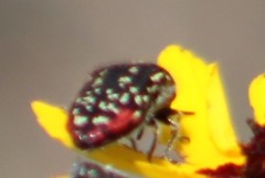 Acmaeodera miliaris