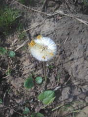Tussilago farfara