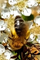 Leucandrena