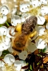 Leucandrena