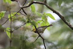 Setophaga virens image