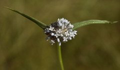 Spermacoce brachystema