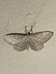 Idaea macilentaria