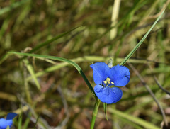 Commelina agrostophylla