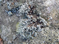 Stereocaulon dactylophyllum