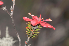 Ledothamnus sessiliflorus