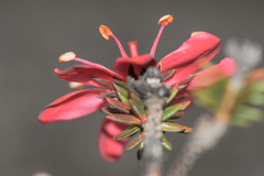Ledothamnus sessiliflorus