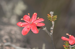 Ledothamnus sessiliflorus
