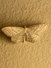 Idaea macilentaria
