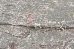 Ledothamnus sessiliflorus