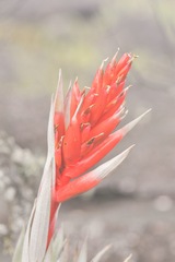 Tillandsia turneri