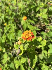 Lantana hirsuta amazonica