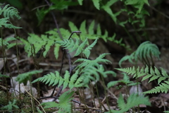 Phegopteris connectilis