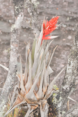 Tillandsia turneri
