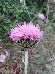 Carduus numidicus