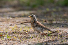 Turdus pilaris