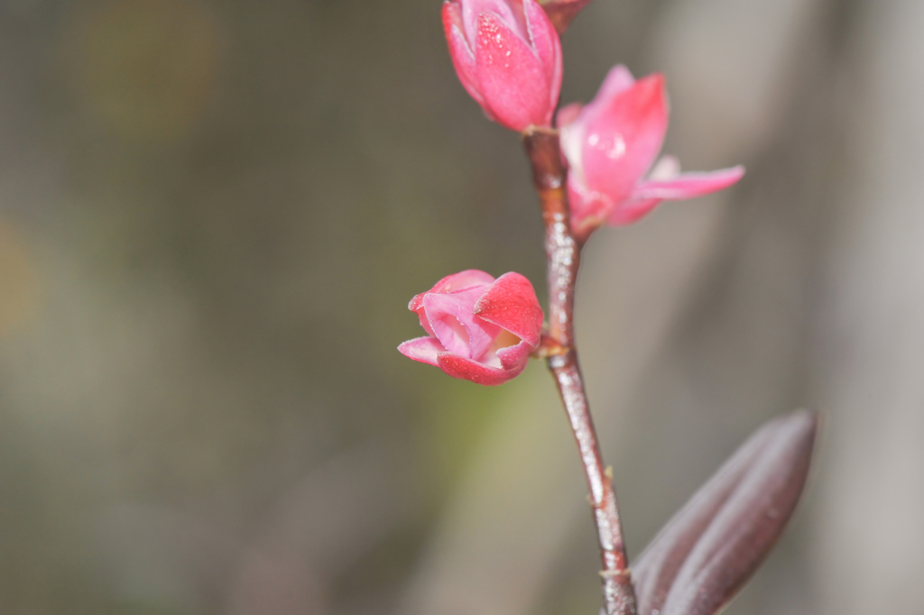 Epidendrum montigenum