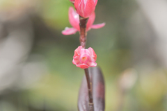 Epidendrum montigenum