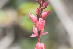 Epidendrum montigenum