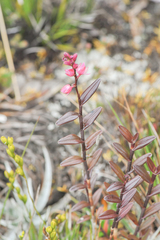 Epidendrum montigenum