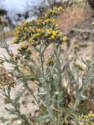 Senecio glomeratus