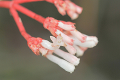 Notopleura crassa